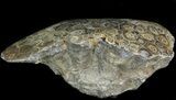 Polished Fossil Coral Head - Morocco #44927-2